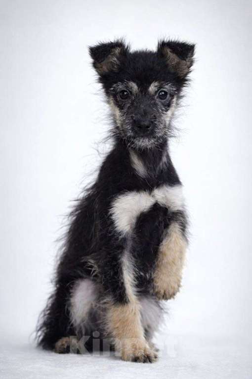 Собаки в Лосином-Петровском: Чапа якутята из ледяного подъезда Девочка, Бесплатно - фото 4