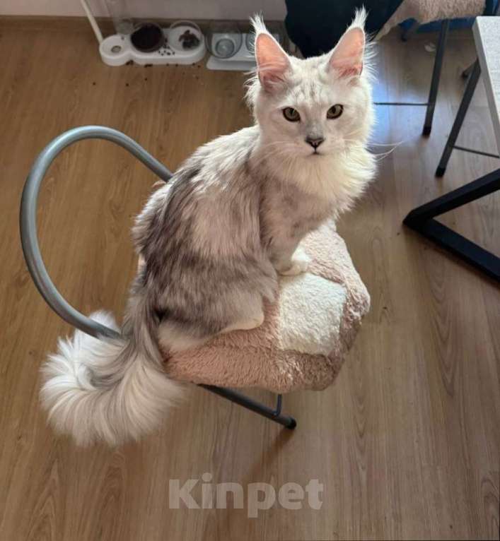 Кошки в Уфе: Мейн-кун, белый с черным Мальчик, 12 500 руб. - фото 2