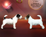Собаки в Калининграде: МАСТЕР ГУДВИН ГРЕГОРИ Мальчик, 100 000 руб. - фото 7