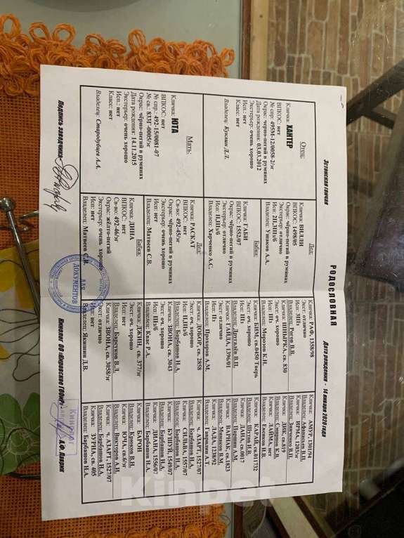 Собаки в Соликамске: Щенки эстонской гончей  Девочка, 7 000 руб. - фото 4