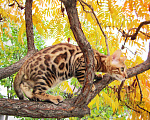 Кошки в Краснодаре: Породистые бенгальские котята от питомника ЮШЕРУС Мальчик, 25 000 руб. - фото 9