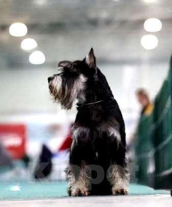 Собаки в Королеве: Красавец цвергшнауцер ищет даму сердца Мальчик, 10 000 руб. - фото 5