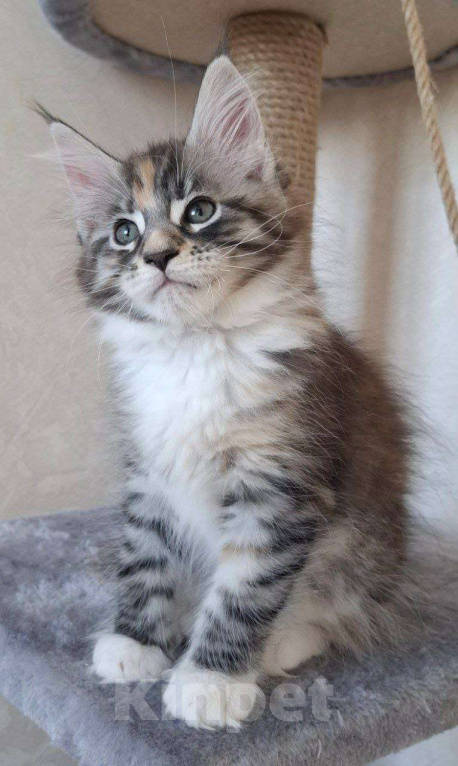 Кошки в Геленджике: Продаётся котёнок мейн-кун, девочка, редкий окрас fs 03 24, из питомника EdenLight (Геленджик) Девочка, Бесплатно - фото 3