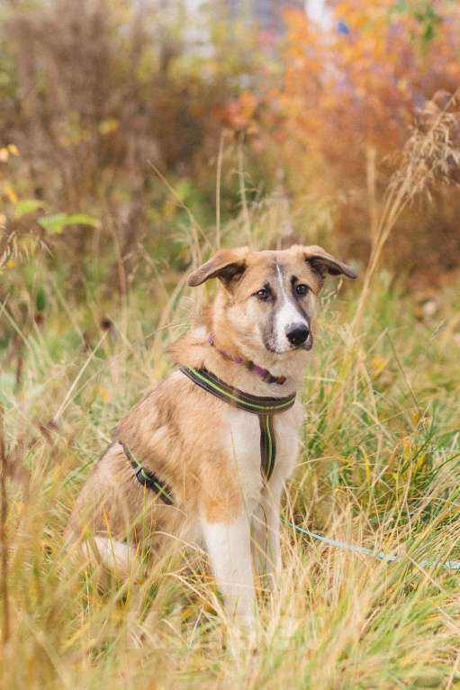 Собаки в Москве: Идеальная собака для людей без опыта Девочка, Бесплатно - фото 2