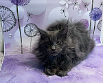 Кошки в Москве: Филя Мальчик, 65 000 руб. - фото 1
