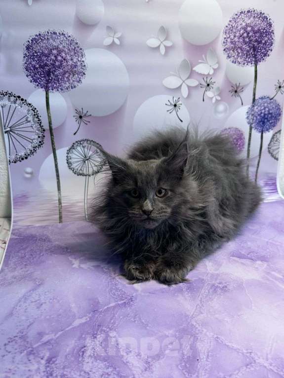 Кошки в Москве: Филя Мальчик, 65 000 руб. - фото 1