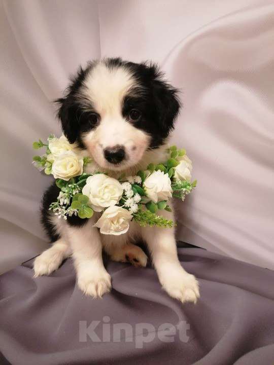 Собаки в Москве: Щенок девочка Девочка, Бесплатно - фото 1