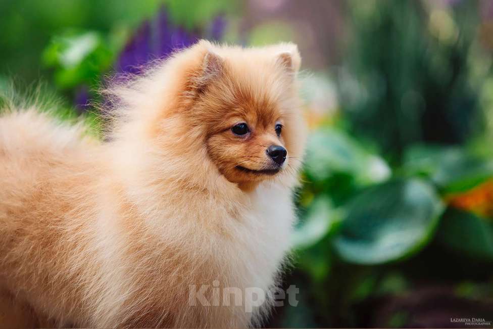 Собаки в Москве: Щенки  шпица (малого) Мальчик, 60 000 руб. - фото 6