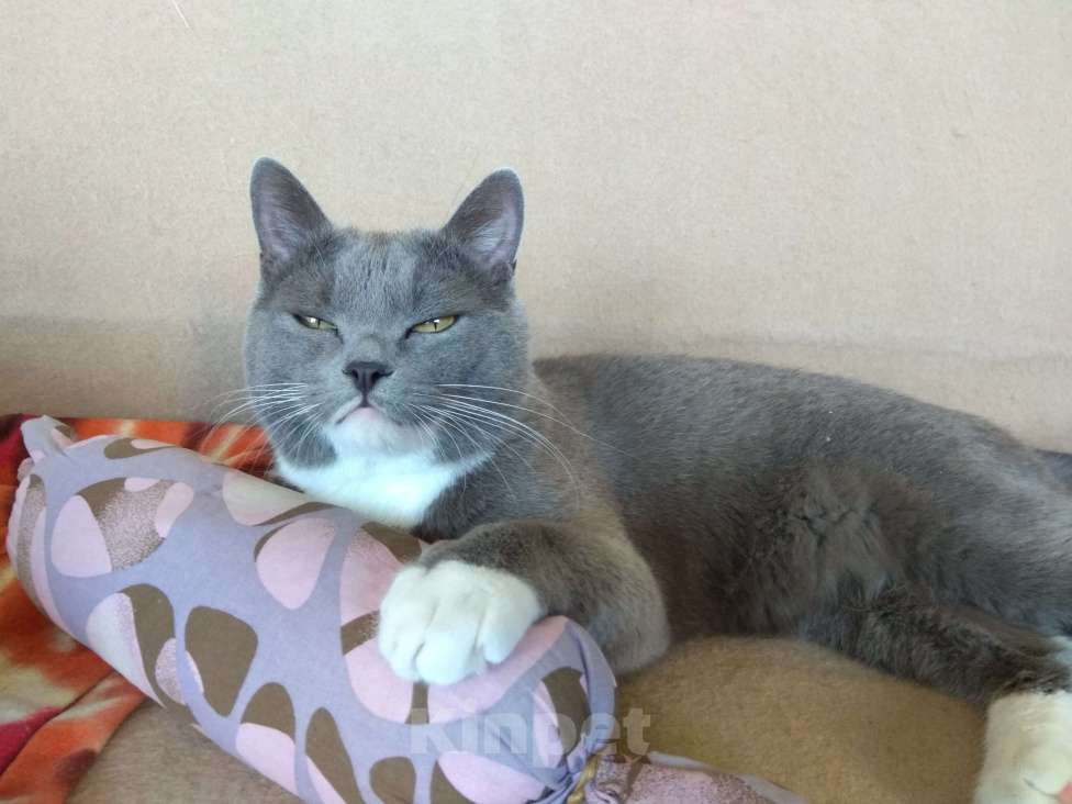 Кошки в Санкт-Петербурге: Пропал кот, Санткт-Петербург Мальчик, 3 000 руб. - фото 2