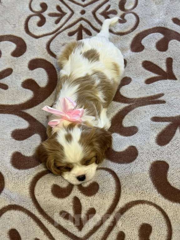 Собаки в Рязани: Кавалер кинг чарльз спаниель щенок Девочка, Бесплатно - фото 2