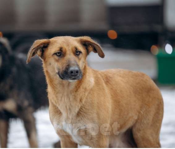 Собаки в Электростали: В добрые руки Девочка, Бесплатно - фото 1