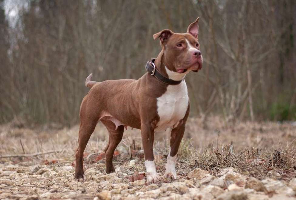 Собаки в Москве: Молодой питбуль шоколадного окраса Кахвэ в добрые руки Девочка, Бесплатно - фото 6