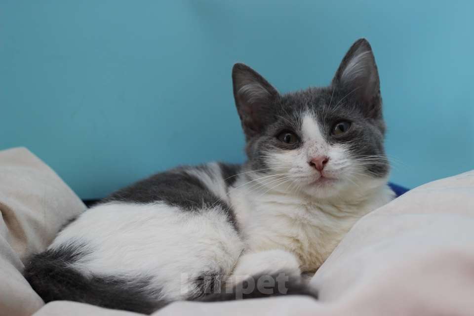 Кошки в Москве: Ласковая 6 мес кошечка Кася ищет семью! Девочка, Бесплатно - фото 3