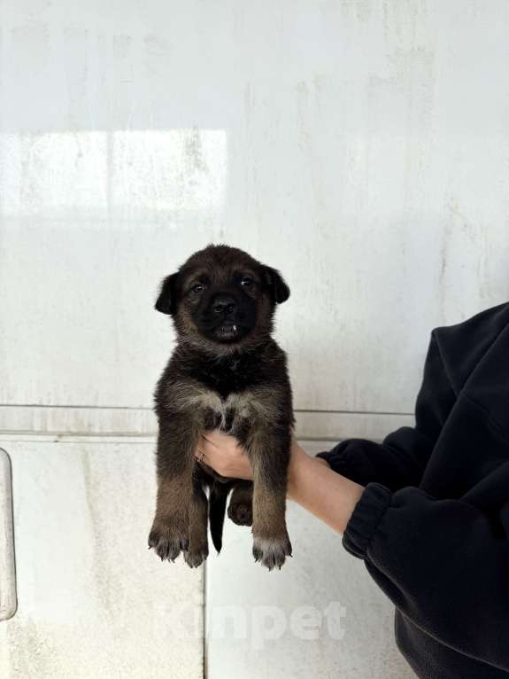 Собаки в других городах Краснодарского края: Щенок в добрые руки  Мальчик, Бесплатно - фото 1