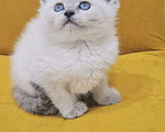 Кошки в Санкт-Петербурге: Рэгдолл котёнок  Девочка, 32 000 руб. - фото 2