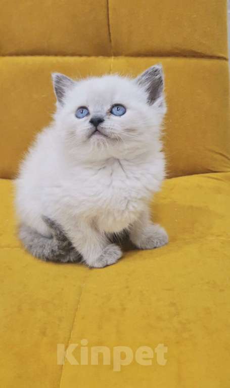 Кошки в Санкт-Петербурге: Рэгдолл котёнок  Девочка, 32 000 руб. - фото 2