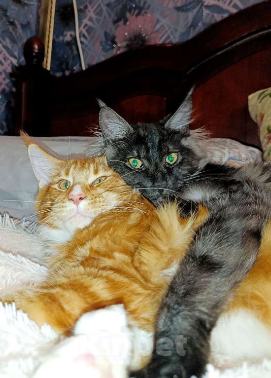 Кошки в Москве: Мейн кун чёрный дым Мальчик, 30 000 руб. - фото 2