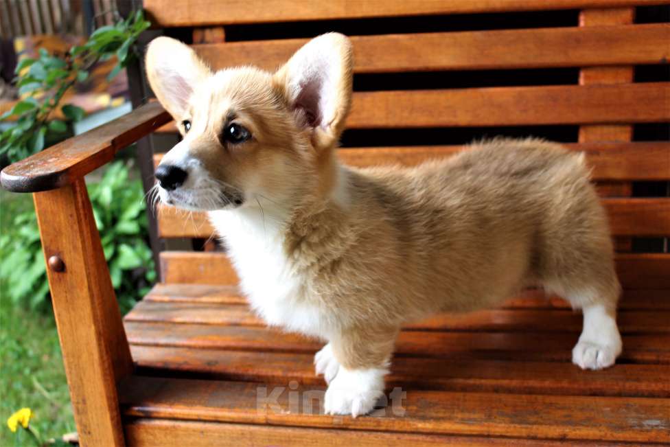 Собаки в Подольске: щенки Девочка, Бесплатно - фото 3