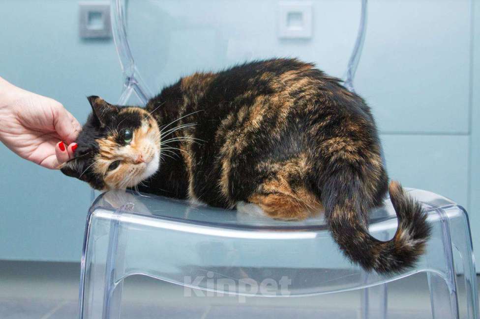 Кошки в Москве: Кошка Буся подарит вам спокойствие и любовь Девочка, Бесплатно - фото 6