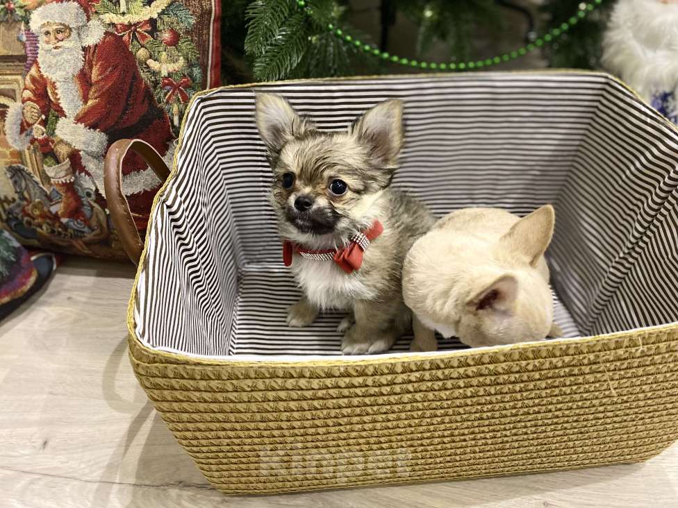 Собаки в Москве: Уэлси Фло Мальчик, Бесплатно - фото 6