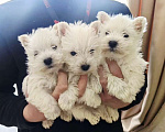 Собаки в Реутове: Щенки Вест-хайленд-уайт-терьера  Мальчик, 65 000 руб. - фото 2