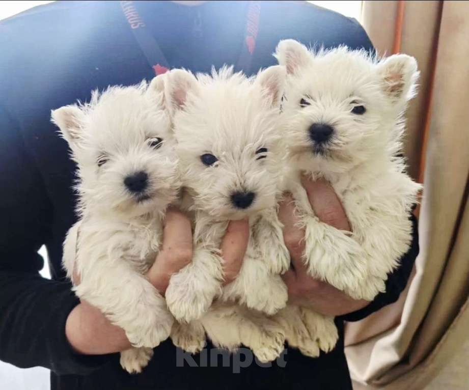 Собаки в Реутове: Щенки Вест-хайленд-уайт-терьера  Мальчик, 65 000 руб. - фото 2