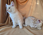 Кошки в Москве: Котенок курильского бобтейла Разнополые, 25 000 руб. - фото 6