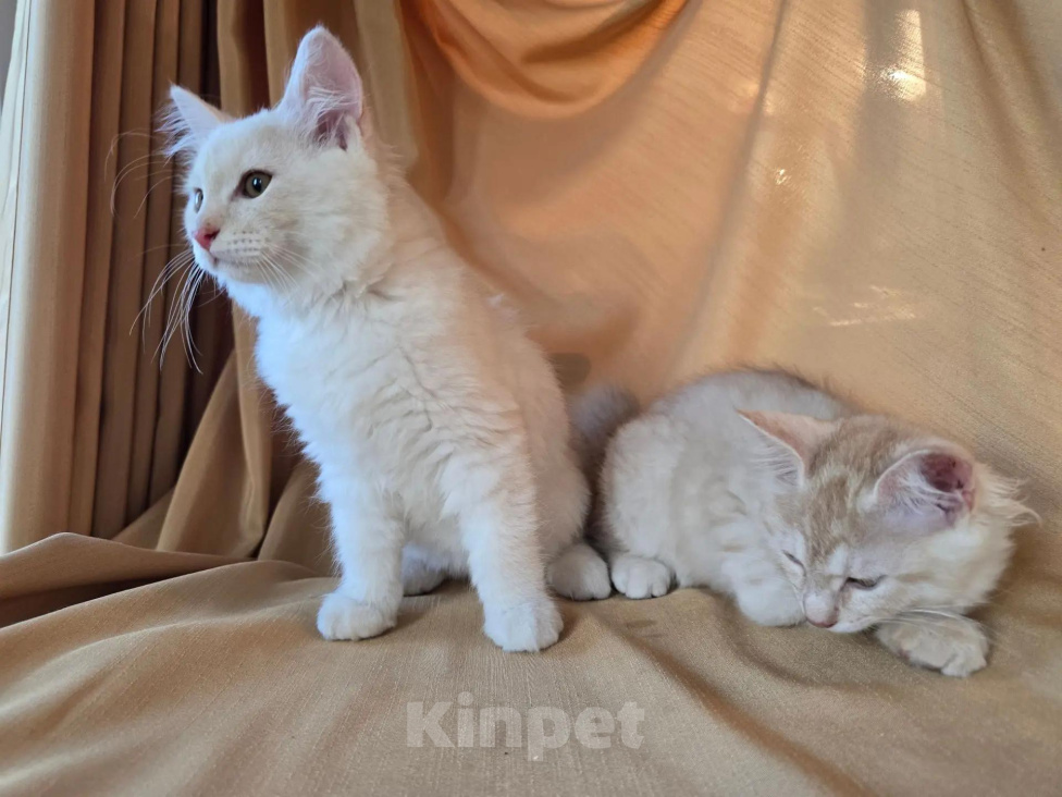 Кошки в Москве: Котенок курильского бобтейла Разнополые, 25 000 руб. - фото 6