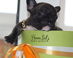 Собаки в Москве: Щенки французского бульдога с документами РКФ Разнополые, 35 000 руб. - фото 6