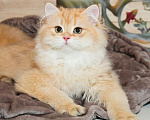 Кошки в Рыбинске: Британский длинношерстный 4 мес мальчик .золото Мальчик, 25 000 руб. - фото 1
