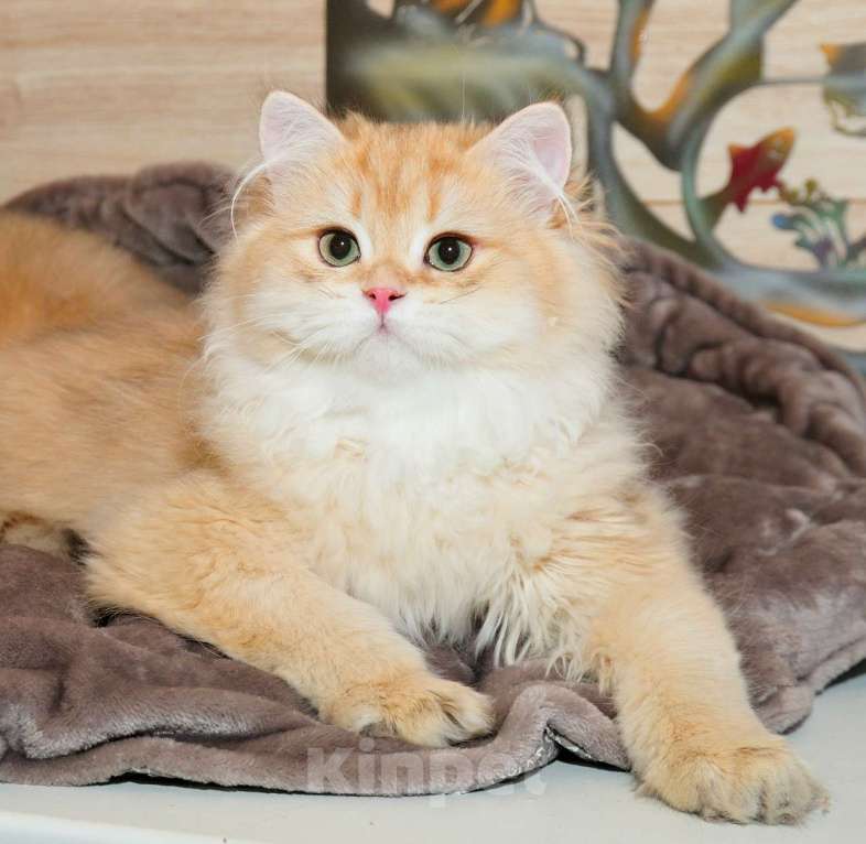 Кошки в Рыбинске: Британский длинношерстный 4 мес мальчик .золото Мальчик, 25 000 руб. - фото 1