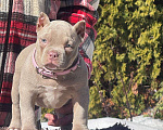 Собаки в Москве: Американский булли девочка Девочка, 80 000 руб. - фото 2