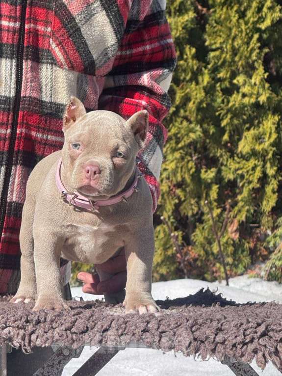 Собаки в Москве: Американский булли девочка Девочка, 80 000 руб. - фото 2