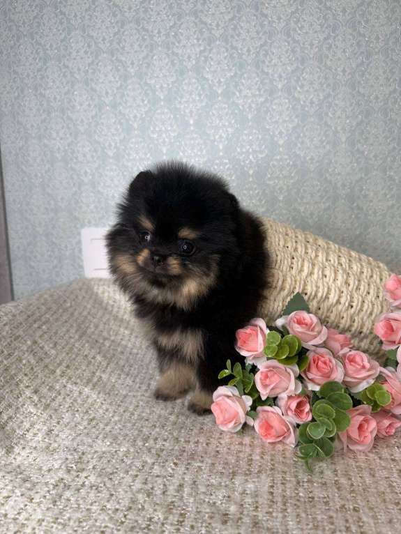 Собаки в Тюмени: Шпиц - мини (Сhanel black shining star ) Девочка, Бесплатно - фото 6