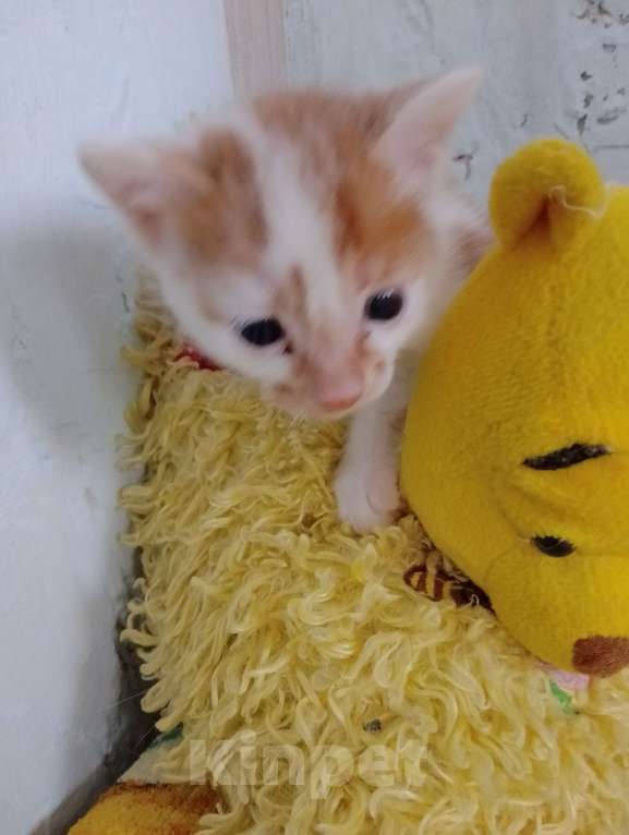 Кошки в Иркутске: Отдам в хорошие руки котенка Пыжик Мальчик, Бесплатно - фото 1