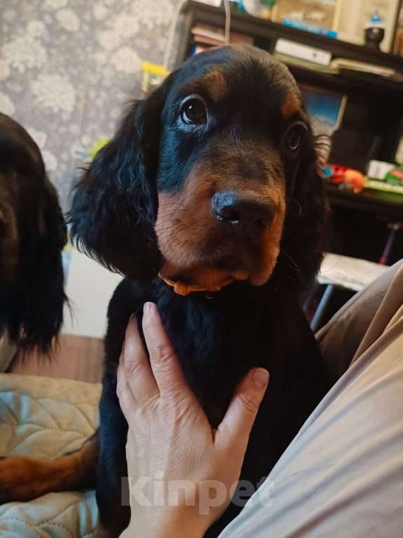 Собаки в Москве: Щенок сеттера-гордона Мальчик, 80 000 руб. - фото 1
