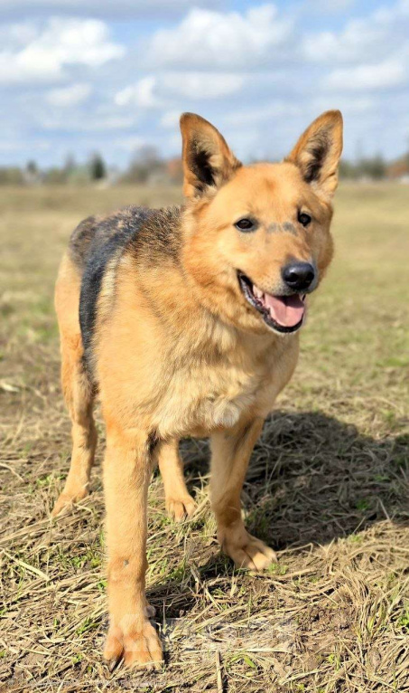 Собаки в Королеве: Линда Девочка, Бесплатно - фото 1