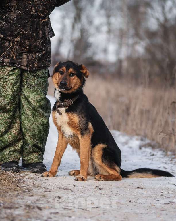 Собаки в Дзержинском: Умный пес Дружок в добре руки Мальчик, Бесплатно - фото 2