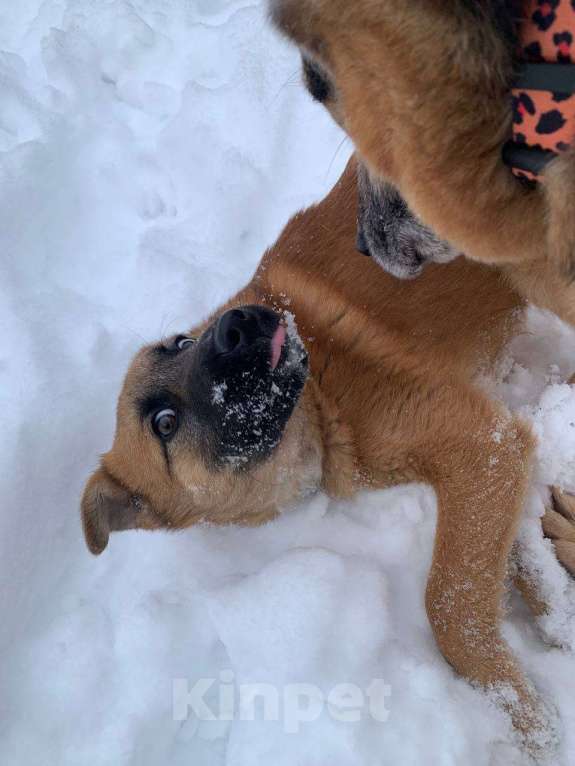 Собаки в Москве: Щенок Кефир ищет дом! Мальчик, Бесплатно - фото 1