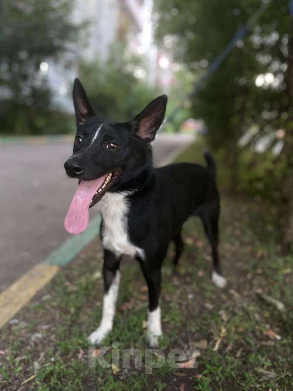 Собаки в Москве: Пес Малыш в дар на радость и счастье!)) Мальчик, Бесплатно - фото 9