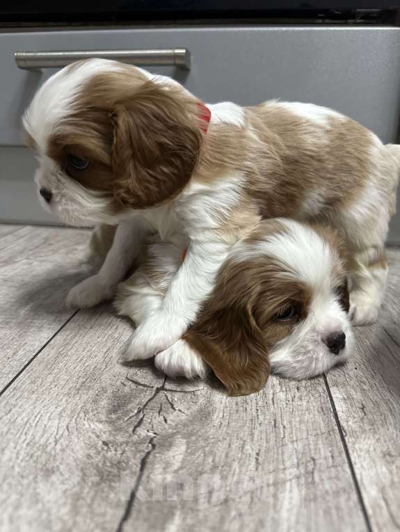 Собаки в Санкт-Петербурге: Кавалер Кинг Чарльз спаниель Мальчик, 65 000 руб. - фото 6