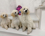 Собаки в Людиново: Малый белый пудель. Щенок. 3 мес.  Девочка, 25 000 руб. - фото 5