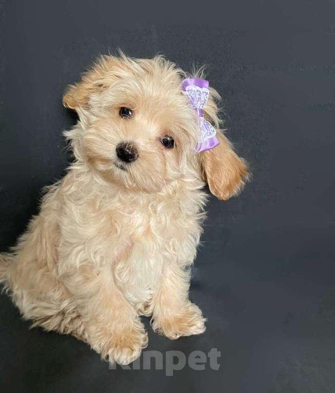 Собаки в Москве: Мальтипу f1девочка нежная карамель Девочка, 70 008 руб. - фото 2