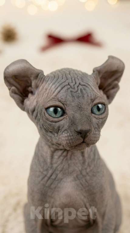 Кошки в Москве: Котёнок эльф Девочка, 90 000 руб. - фото 2