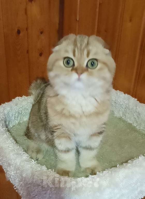 Кошки в Москве: Зеленоглазый золотой мраморный котик Мальчик, 25 000 руб. - фото 10