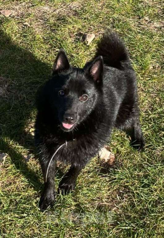 Собаки в Краснодаре: Пропала собака кличка Тео Мальчик, 10 000 руб. - фото 2