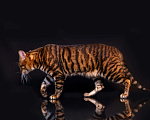Кошки в Гатчине: Котята породы тойгер Девочка, Бесплатно - фото 6