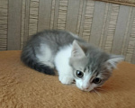 Кошки в Барнауле: Котята кошки мышеловки Девочка, Бесплатно - фото 3