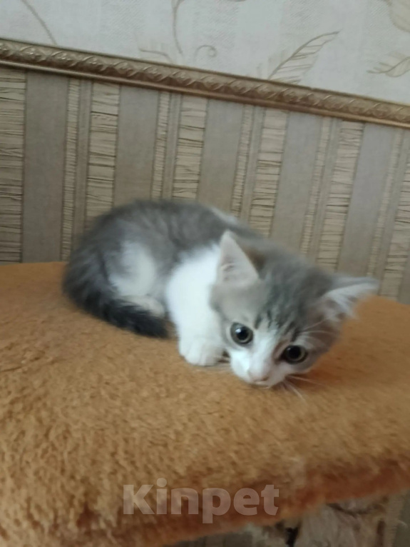 Кошки в Барнауле: Котята кошки мышеловки Девочка, Бесплатно - фото 3