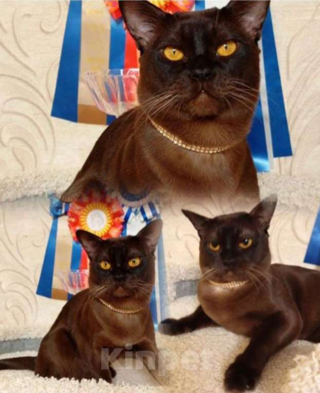 Кошки в других городах Ленинградской области: Бурманский котенок Мальчик, 40 000 руб. - фото 5